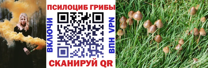 Псилоцибиновые грибы Psilocybe  Усолье-Сибирское 